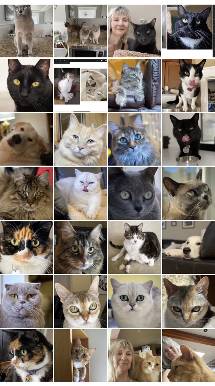 Cat Collage